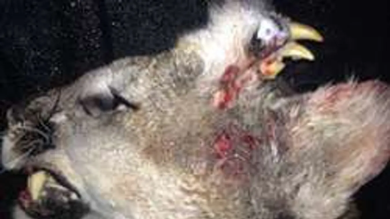 Mutáns puma szörnyet kaptak puskavégre Idahóban - fotó