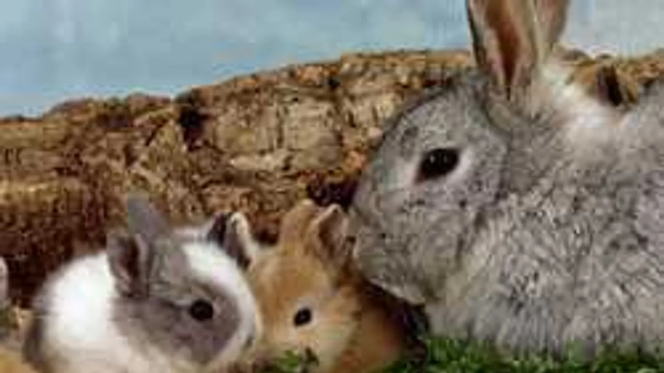 Nyuszikkal noszogat gyermekvállalásra a minisztérium