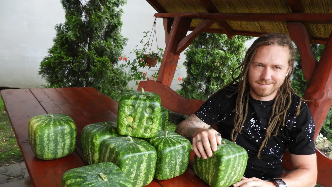 Ilyet még nem láttál: dobókockadinnye termett Vásárhelyen – fotók