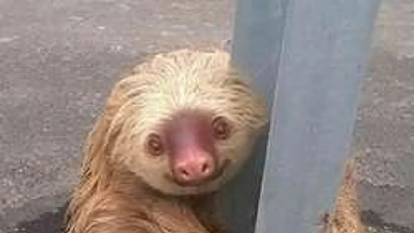 Szalagkorlátot ölelő, mosolygó lajhárbébi a nap hőse!