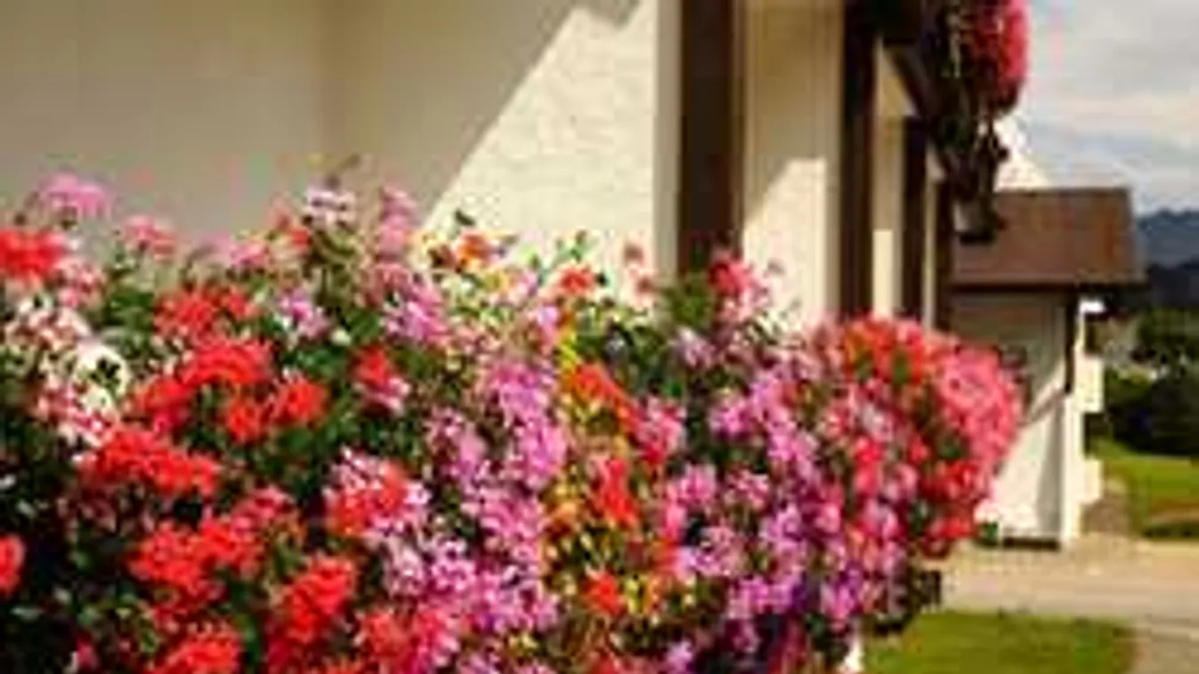 Elárulta a kertész, mitől ontja a virágot a muskátli