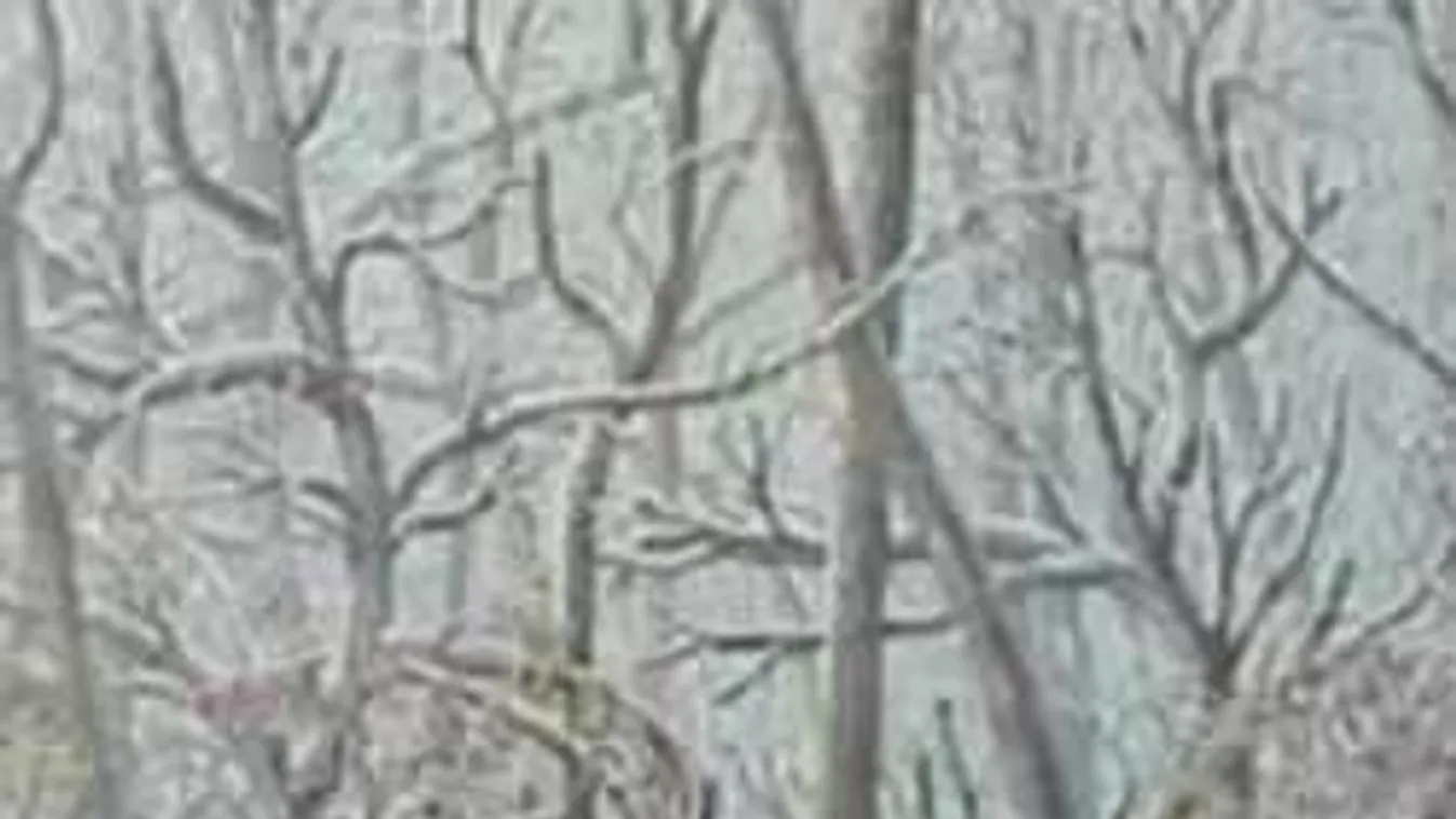 Találd meg az őzet a képen - ha sikerül, sasszemed van!