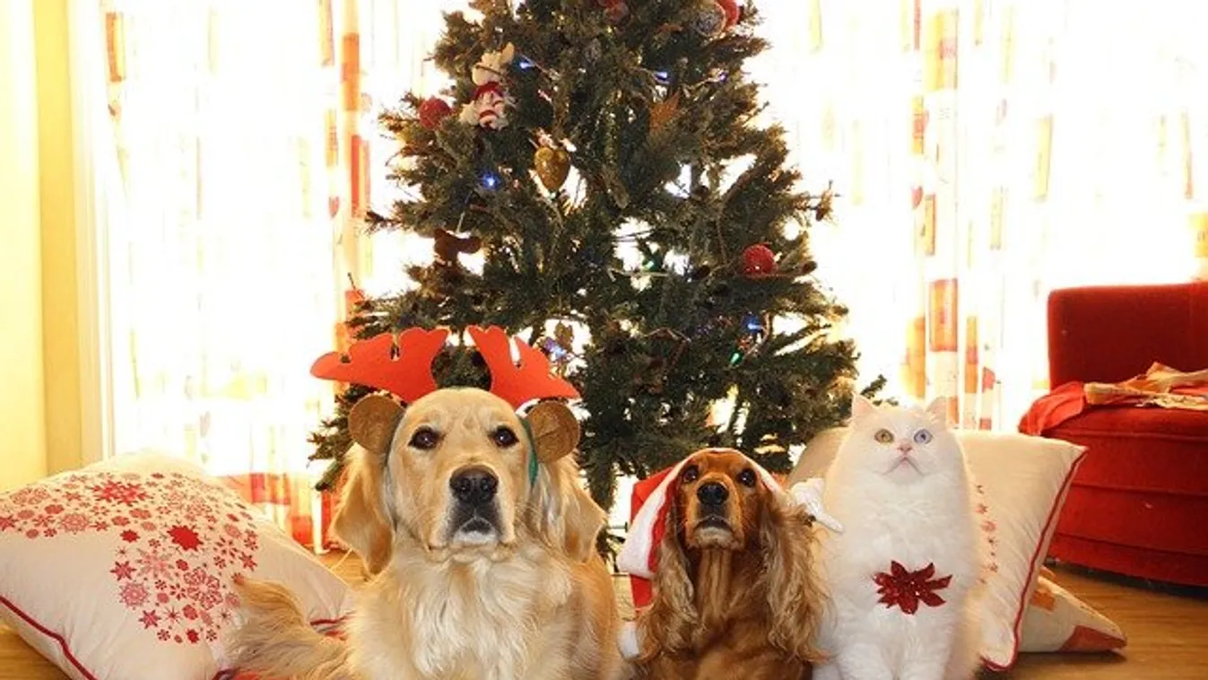 Ezek a veszélyek leselkednek a kutyádra, macskádra az ünnepek alatt