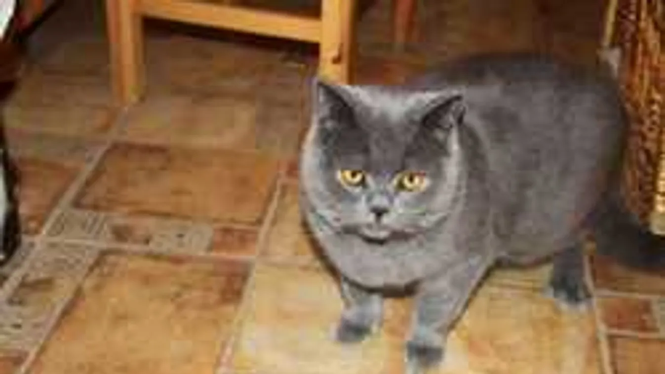 Óriási jutalom a megtalálónak: a fél ország keresi a kandúrt