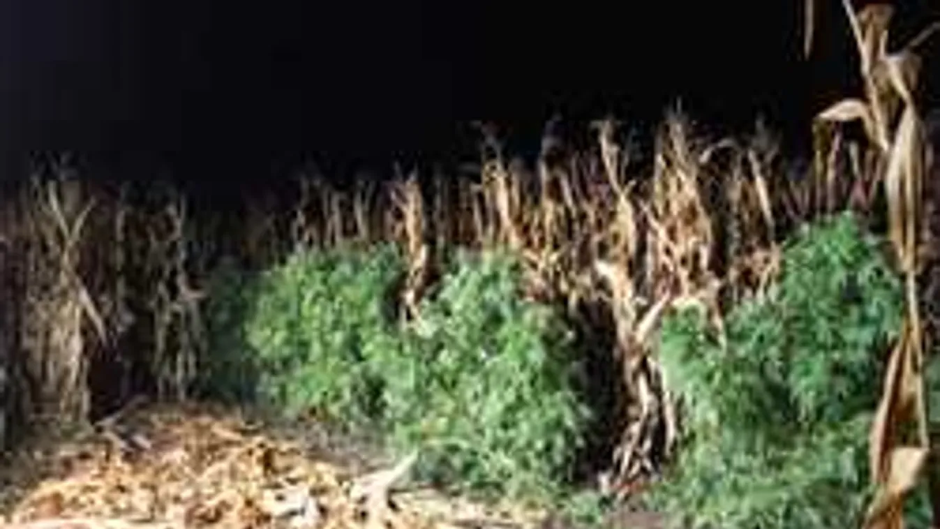 Nem jött be az évszázad trükkje: kukorica közé ültette a Cannabist