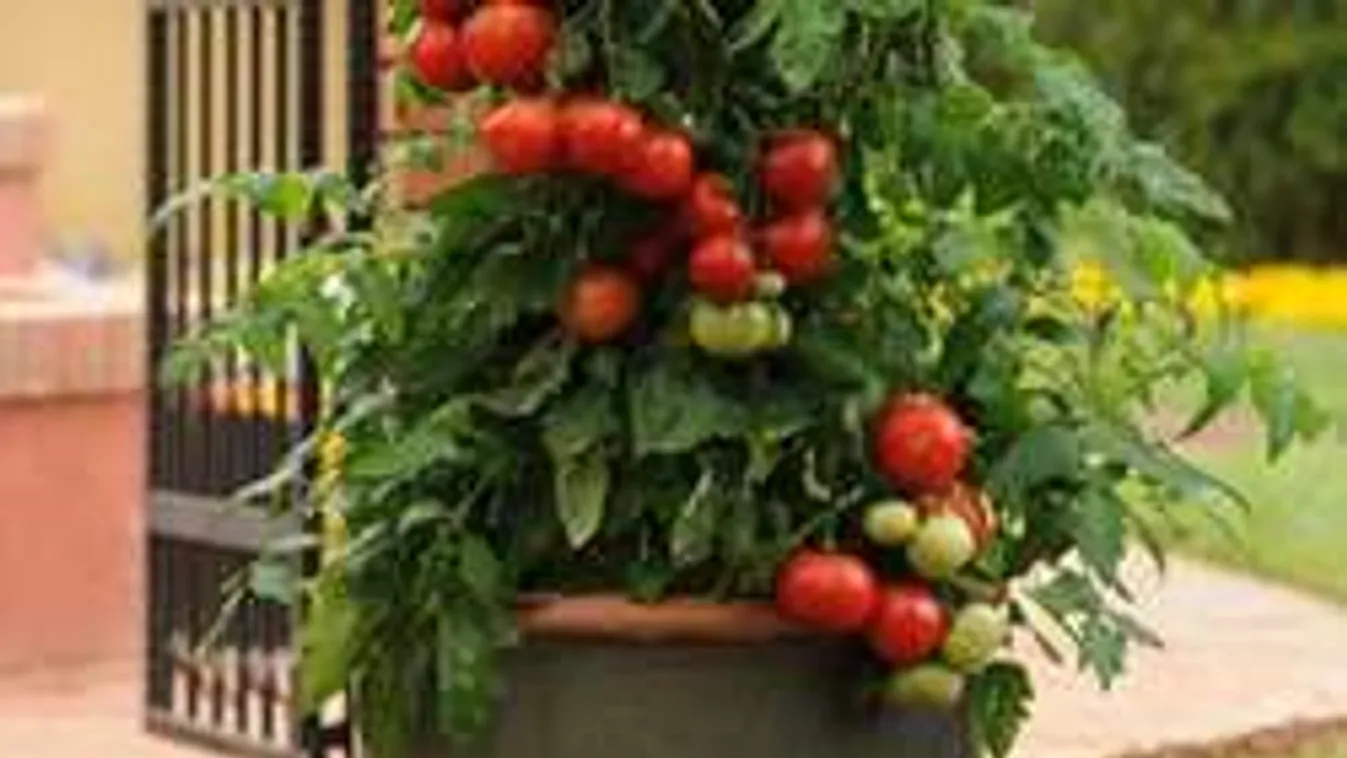 Íme, a titok: cserépben is termeszthetsz paradicsomot