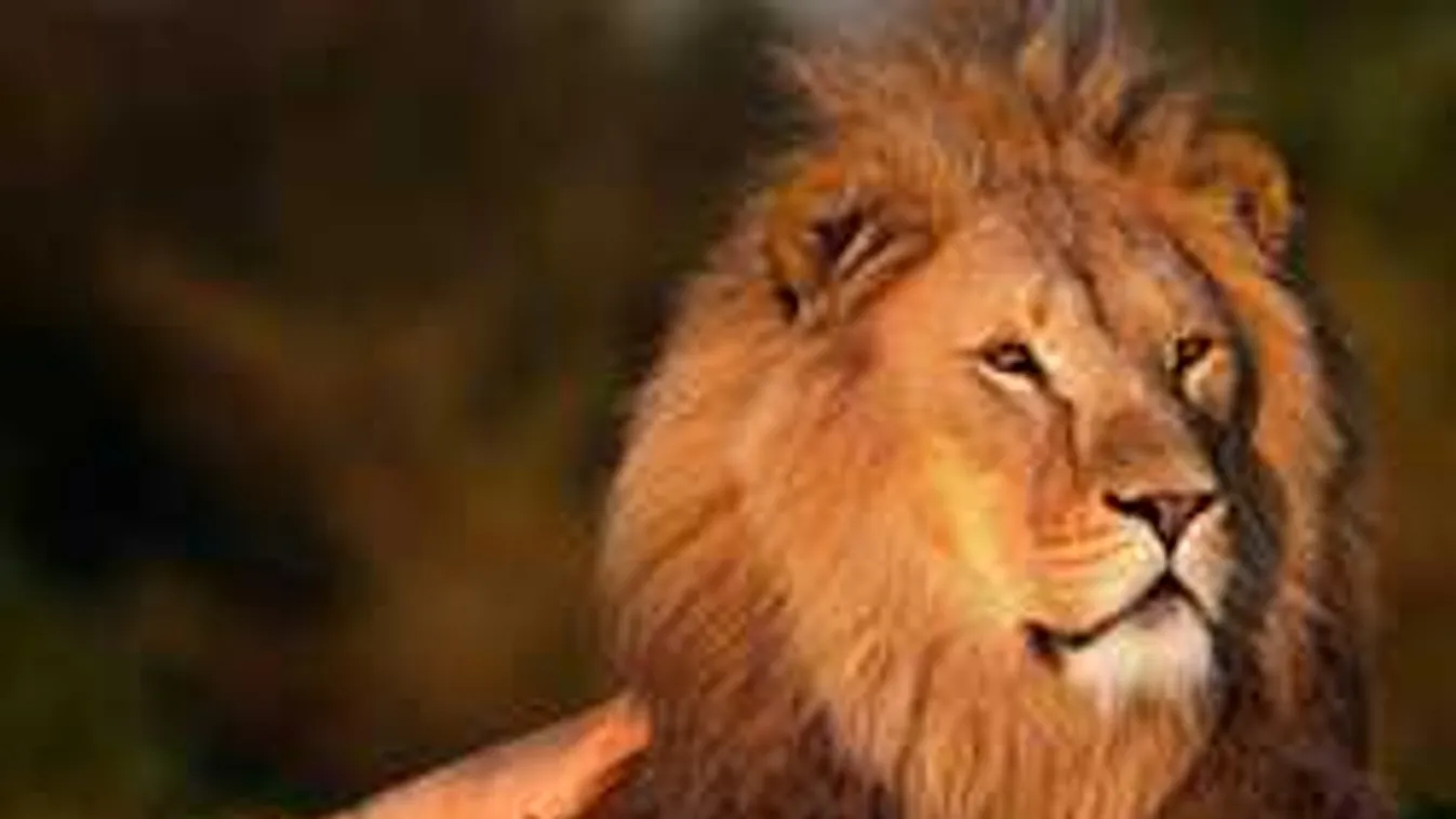 Bemászott a férfi az oroszlánketrecbe, szörnyű, ami ezután történt