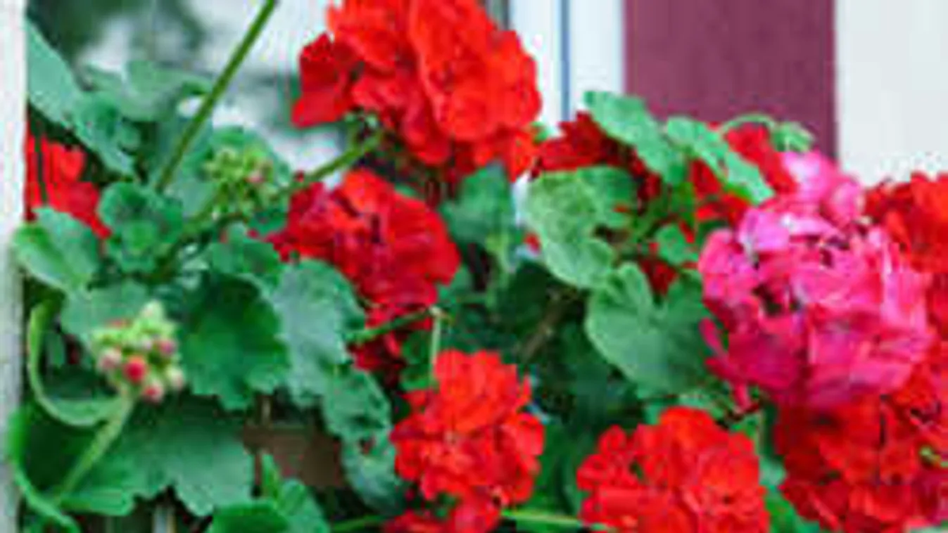 Virágözönnel ajándékoz meg a muskátlid, ha így kezded a tavaszt