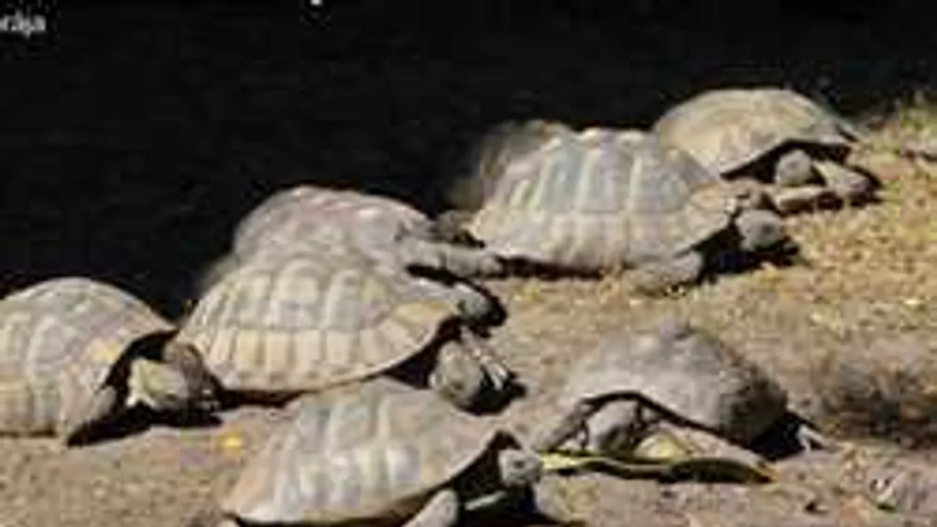 Börtönt követelnek a magyar sztárok teknőst agyonütő nőre