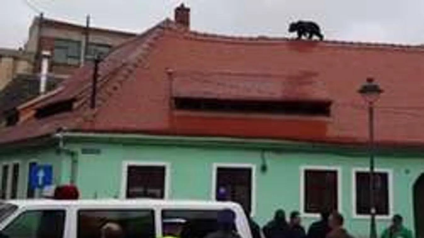 Háztetőkön rohangált egy medve Nagyszeben belvárosában