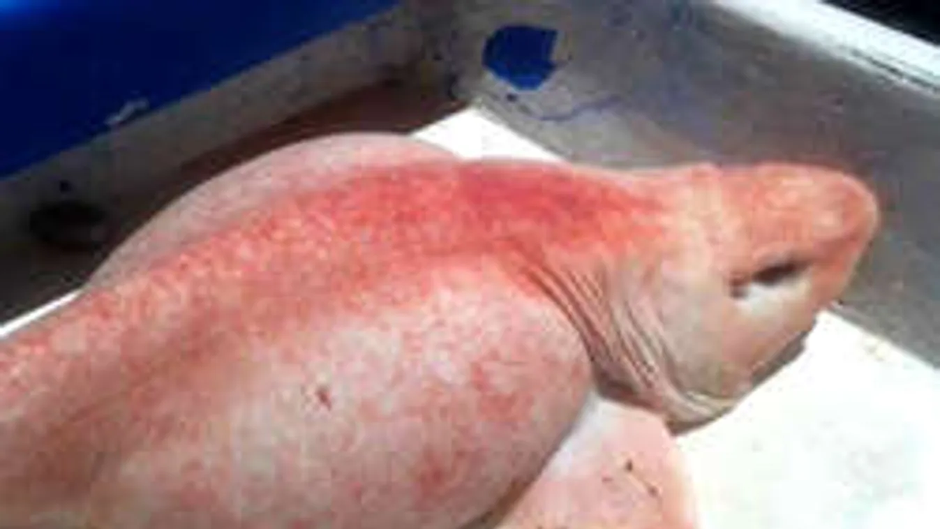 Elképesztő kinézetű rémséget fogtott egy sporthorgász Mexikónál!