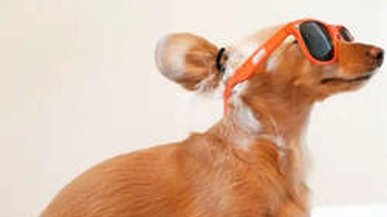 Ennél jobb dolgot kutyák még nem tettek az internettel