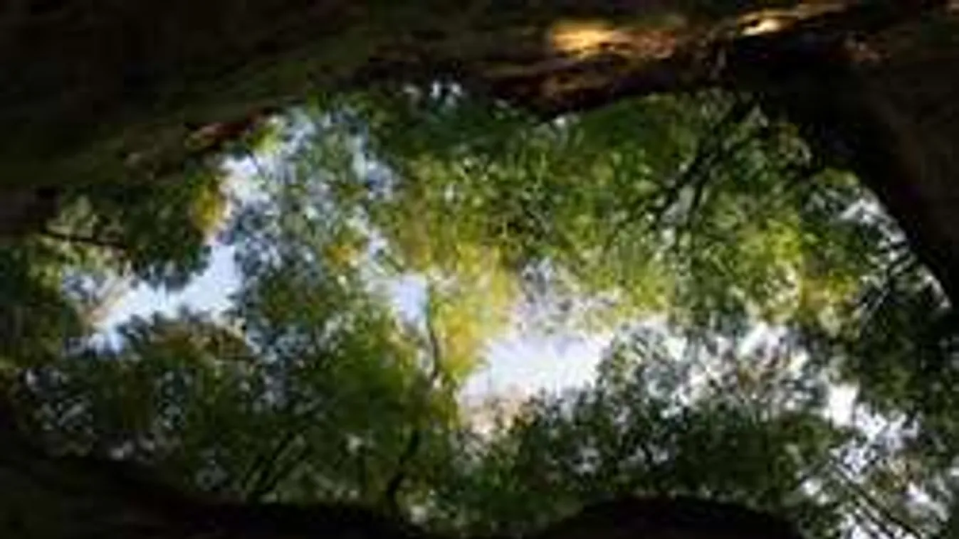 Aknába szorult egész karácsonyra egy veszprémi férfi