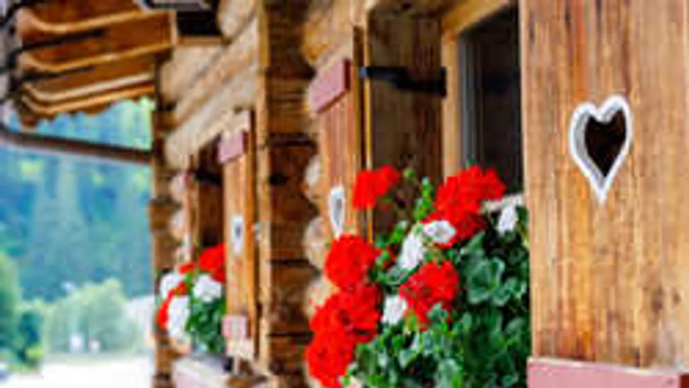 Mi a különbség a muskátlik között? Most minden kiderül