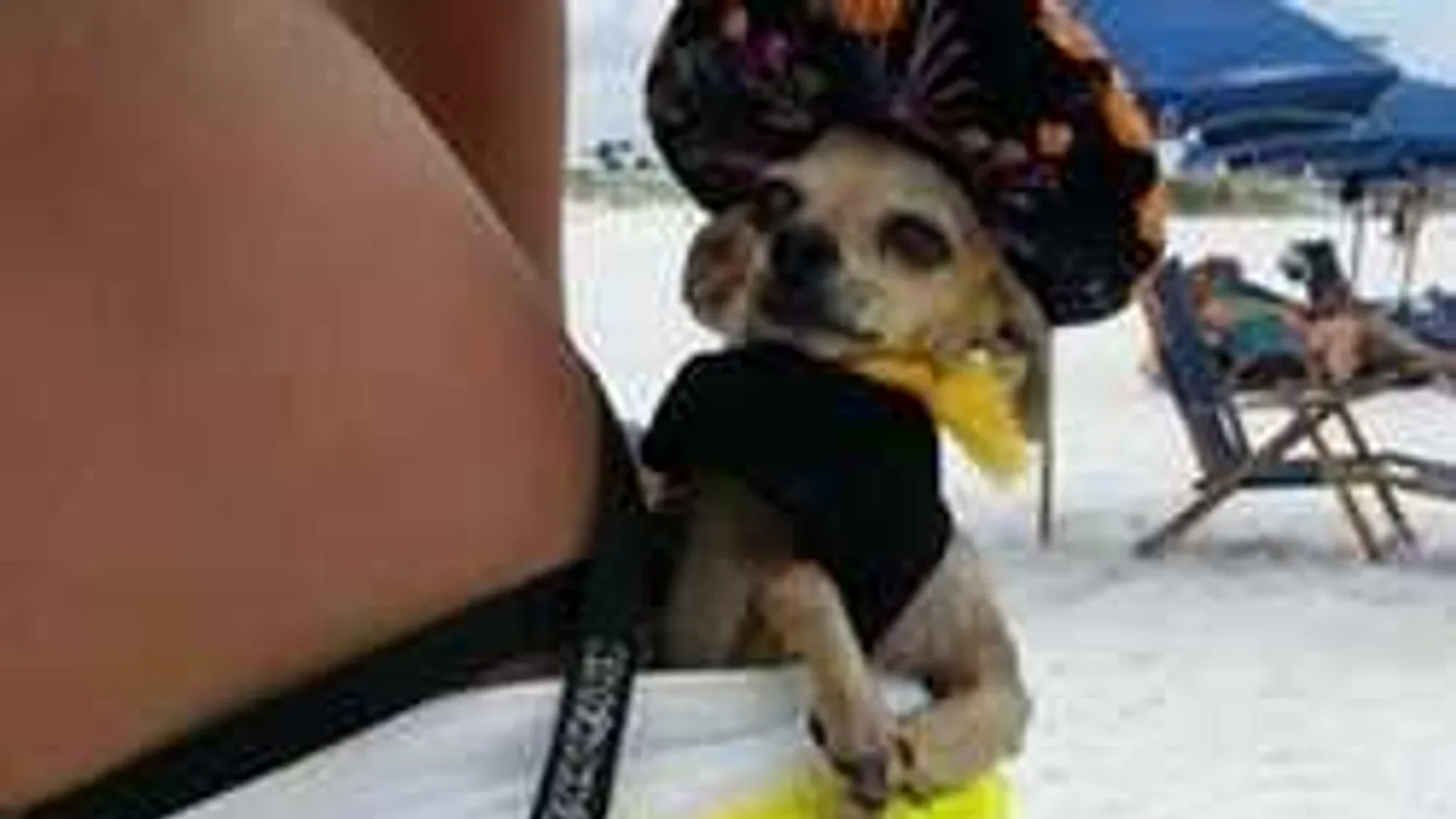 Hihetetlenül cuki állatok, rosszkedv ellen!