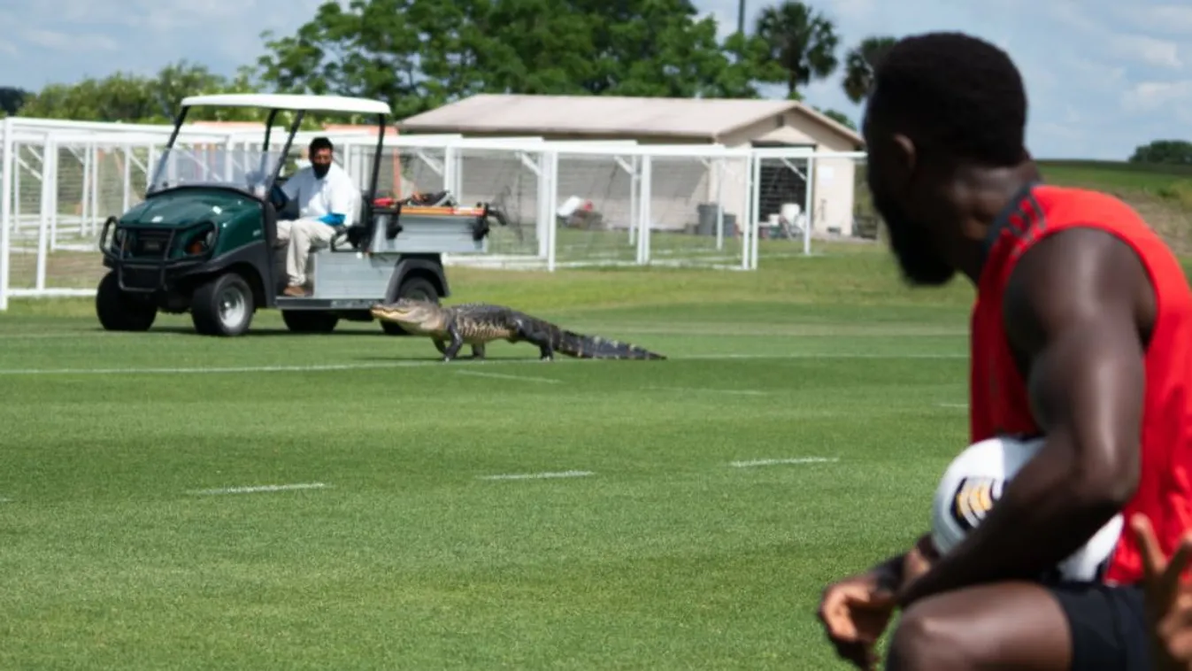 A csapat egyik sztárja, Jozy Altidore figyeli az aligátort