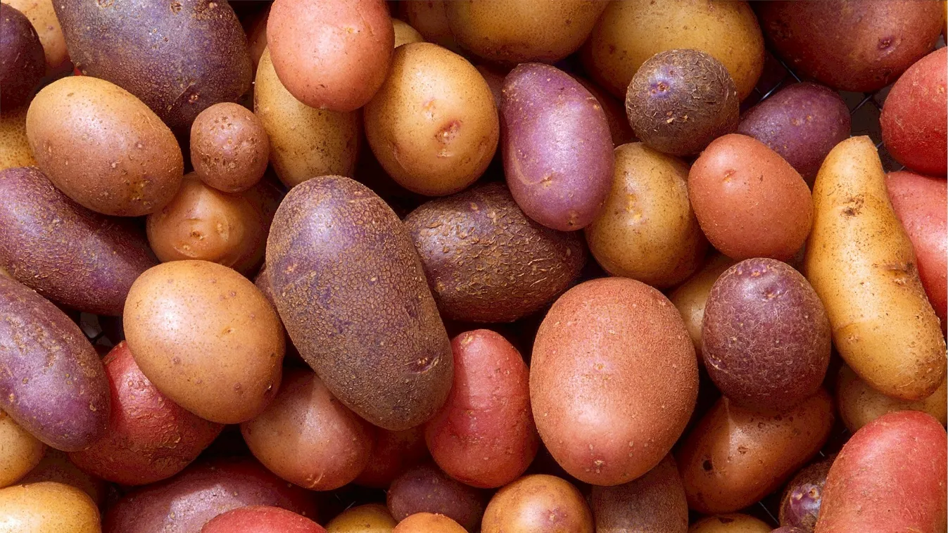 Krumpliszállítmánnyal érkeztek bombák Dunaegyházára – fotó