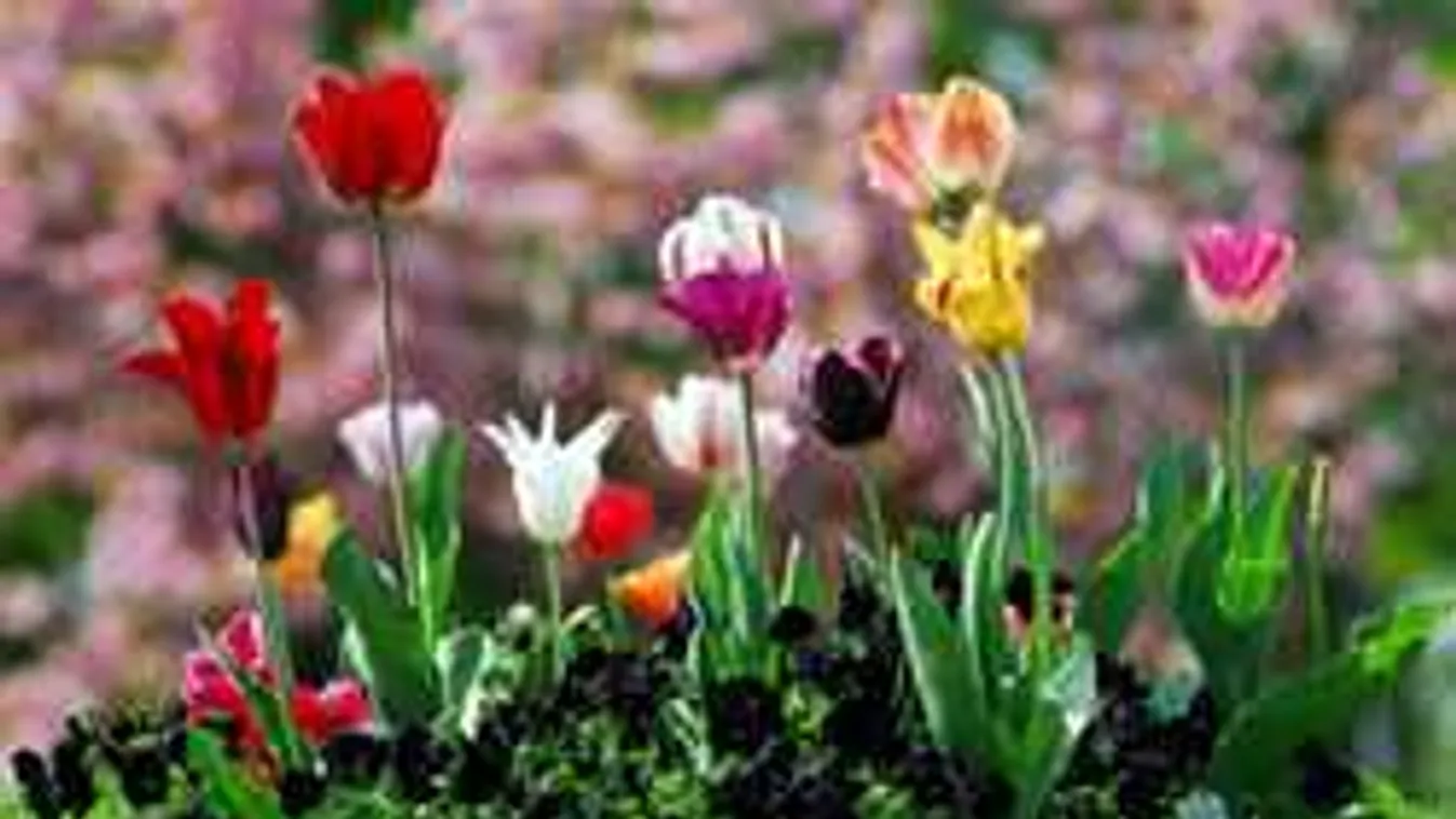 Nem bújt ki a kertben a tulipán? Ezt rontottad el!