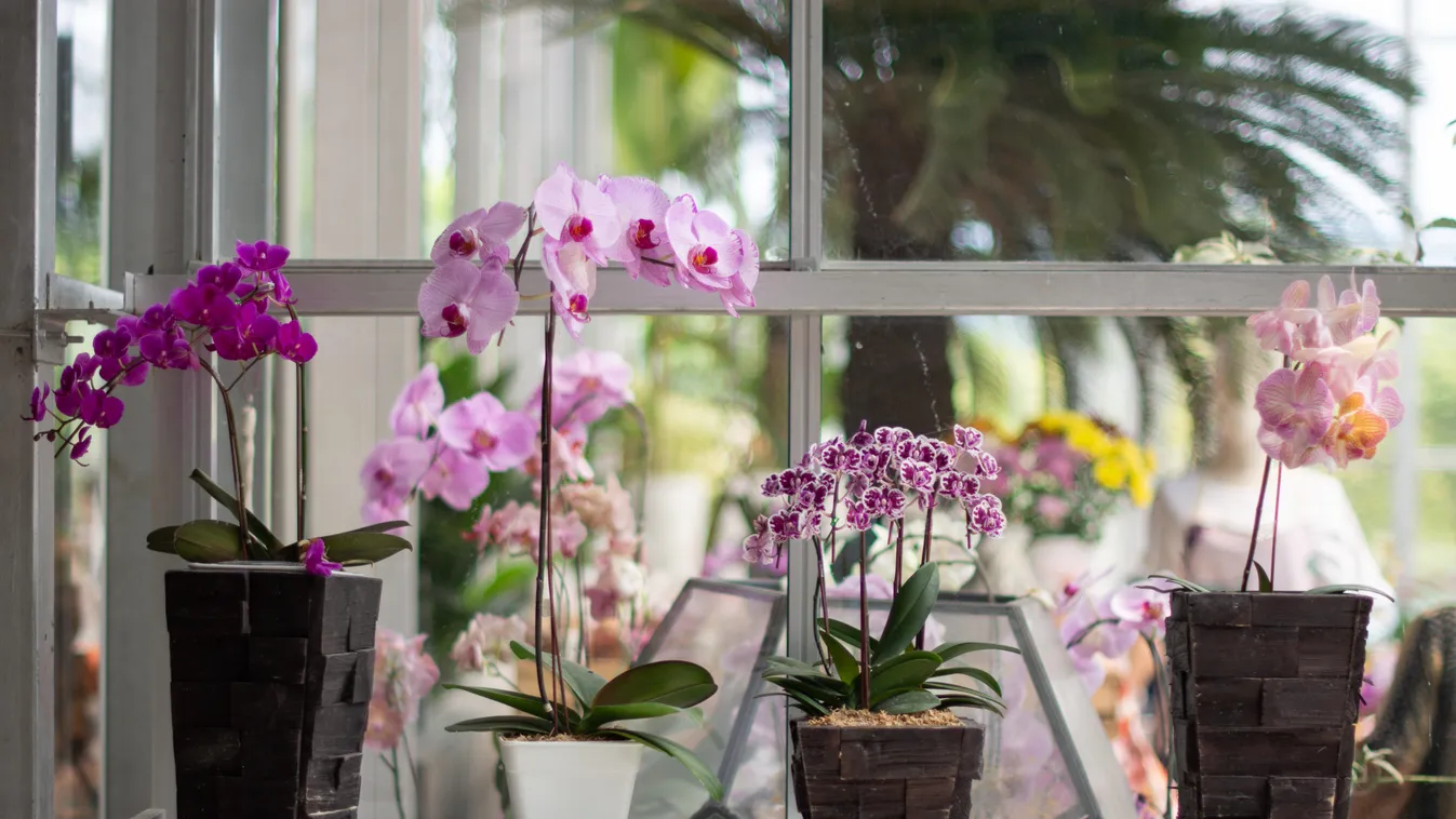 Phalaenopsis,Orchid,In,The,Ceramic,Vase,This,Is,Beautiful,Orchid