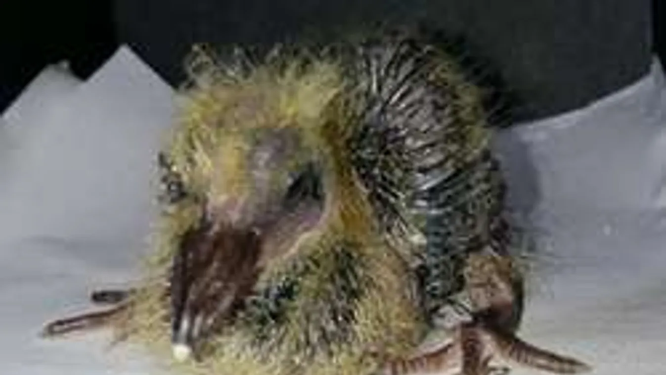 Ilyet még nem láttál! Nyolc kutyával és három macskával él a galambfióka!