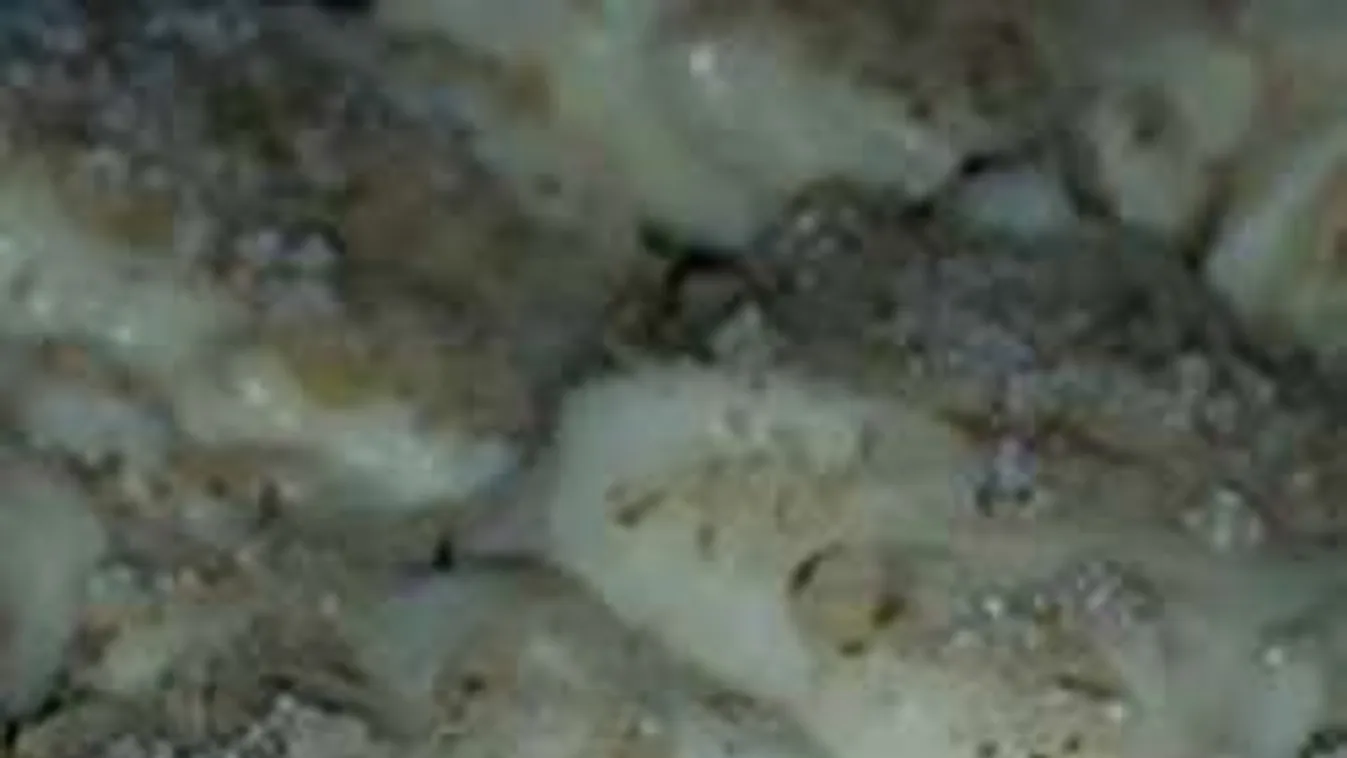 Itt az új cukormentes magyar sütiszenzáció!