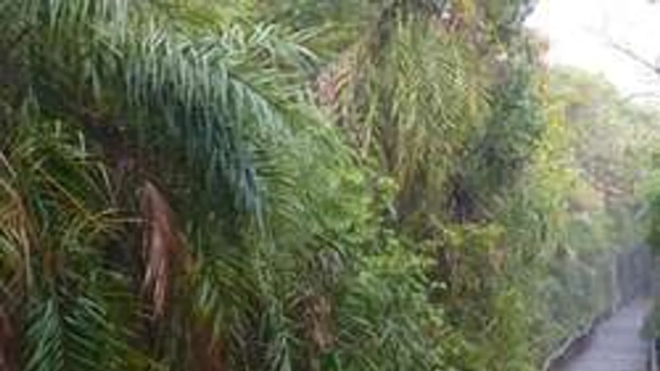 A GPS miatt kellett kimenteni az erdőből a borsodi fiatalokat