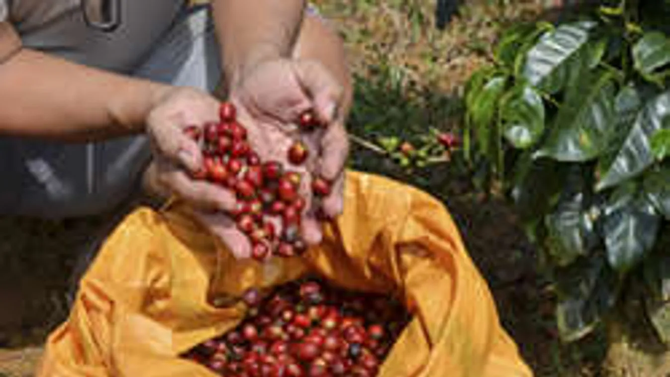 A rettegett időjárási jelenség miatt brutálisan megdrágul a kávé
