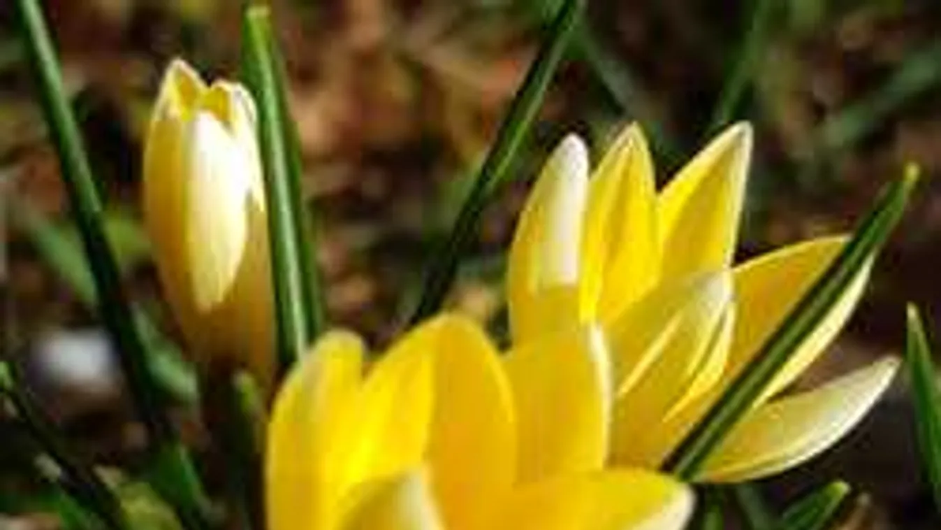 Kiderült, milyen időjárás vár ránk tavasszal: a meteorológusok is meglepődtek