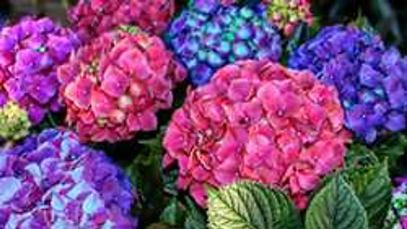 Ez a legjobb virágföld! Ilyet használj tavasszal