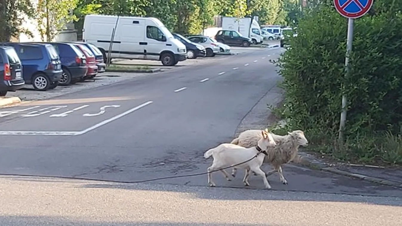 Ez hihetetlen: kecske és bárány bandázott Egerben, ez lett a vége – fotók, videó