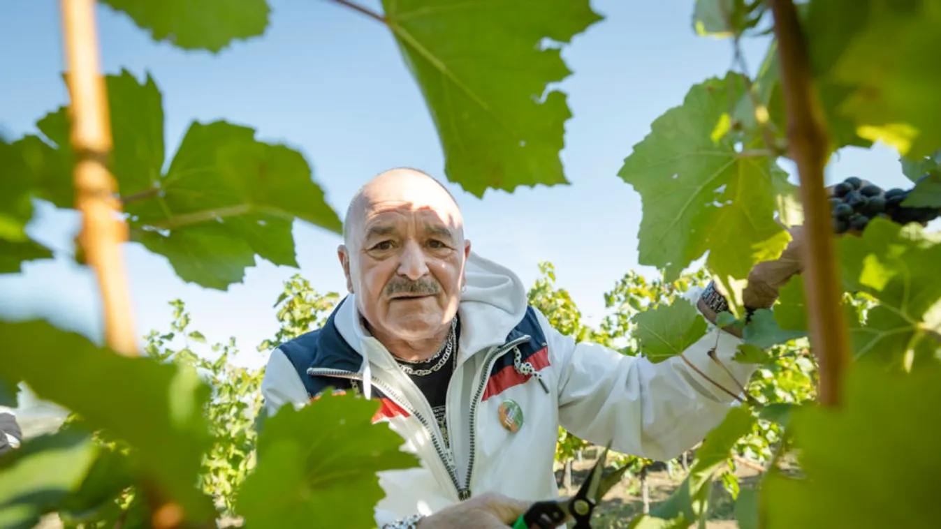 Élete első, igazi szüretén vett részt Egerszalókon Nagy Feró