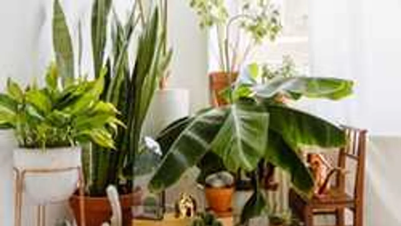 Döbbenet, mit művel a sütőélesztő a szobanövényekkel