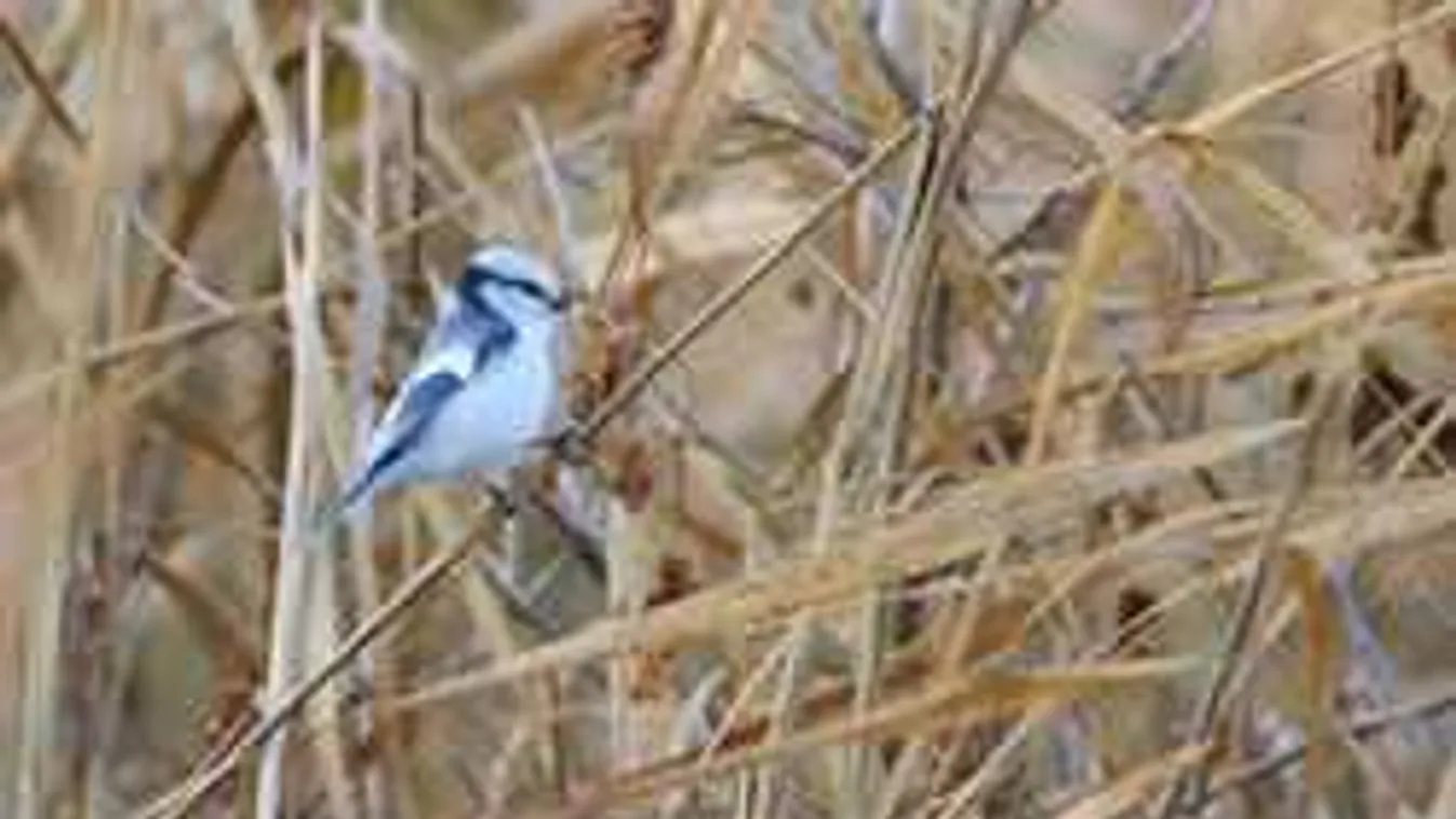 Új madárfaj jelent meg Szegeden, ilyen még nem volt Magyarországon