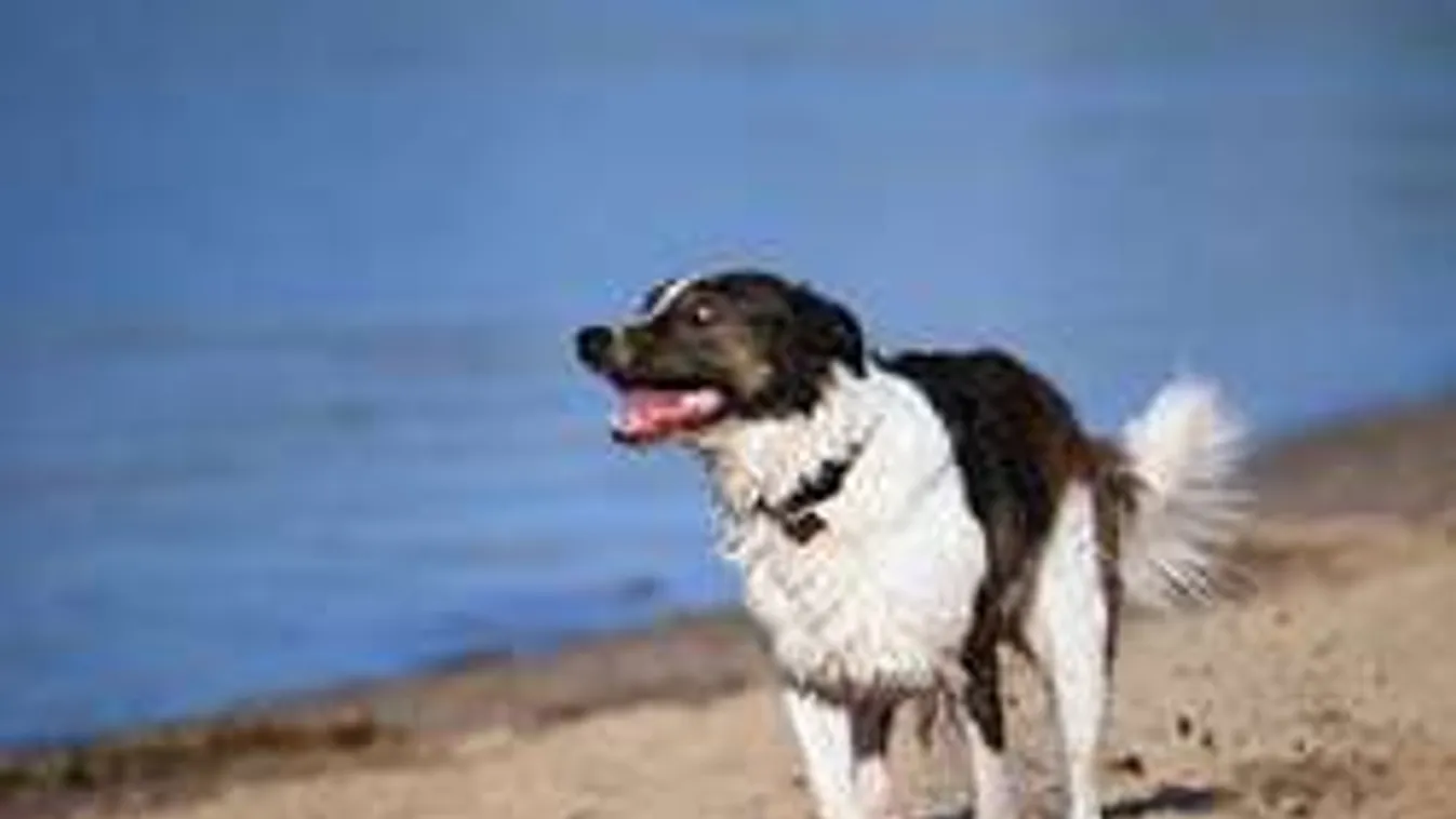 Így focizik a világ legokosabb kutyája - videó