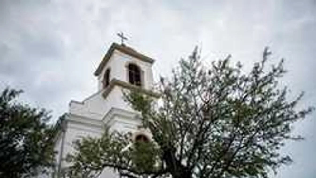 Ez a magyar fa lehet Európa fája, most Te is szavazhatsz