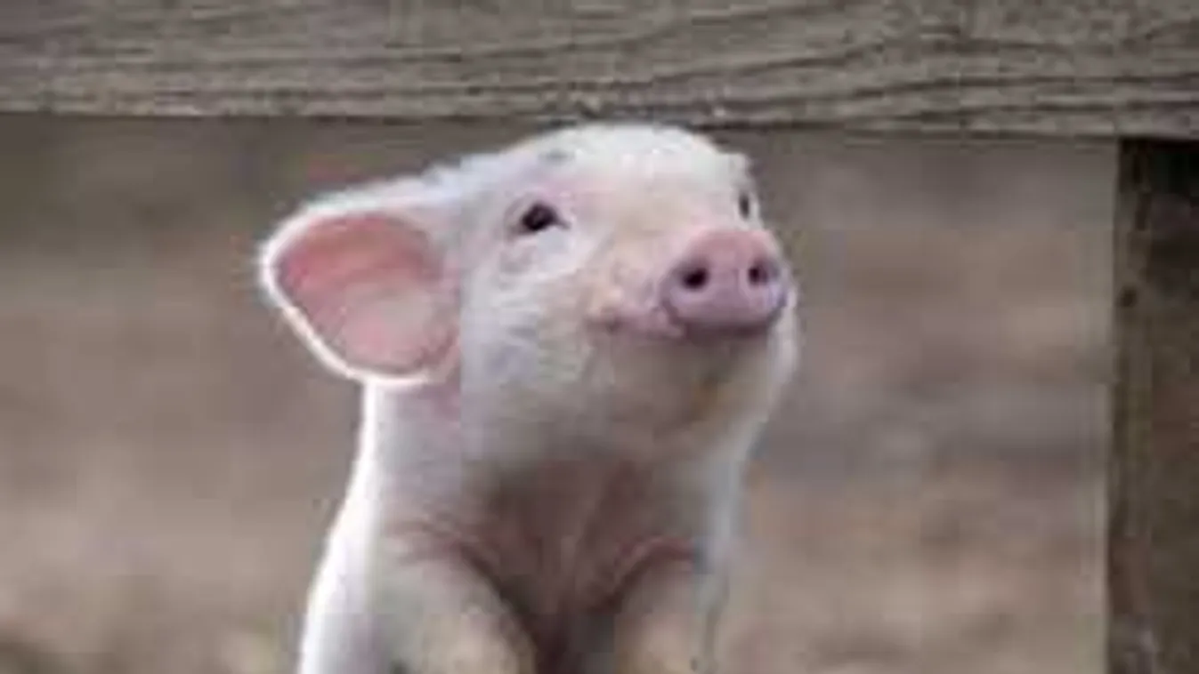 Éhes volt az elárvult kismalac, de feltalálta magát az életben