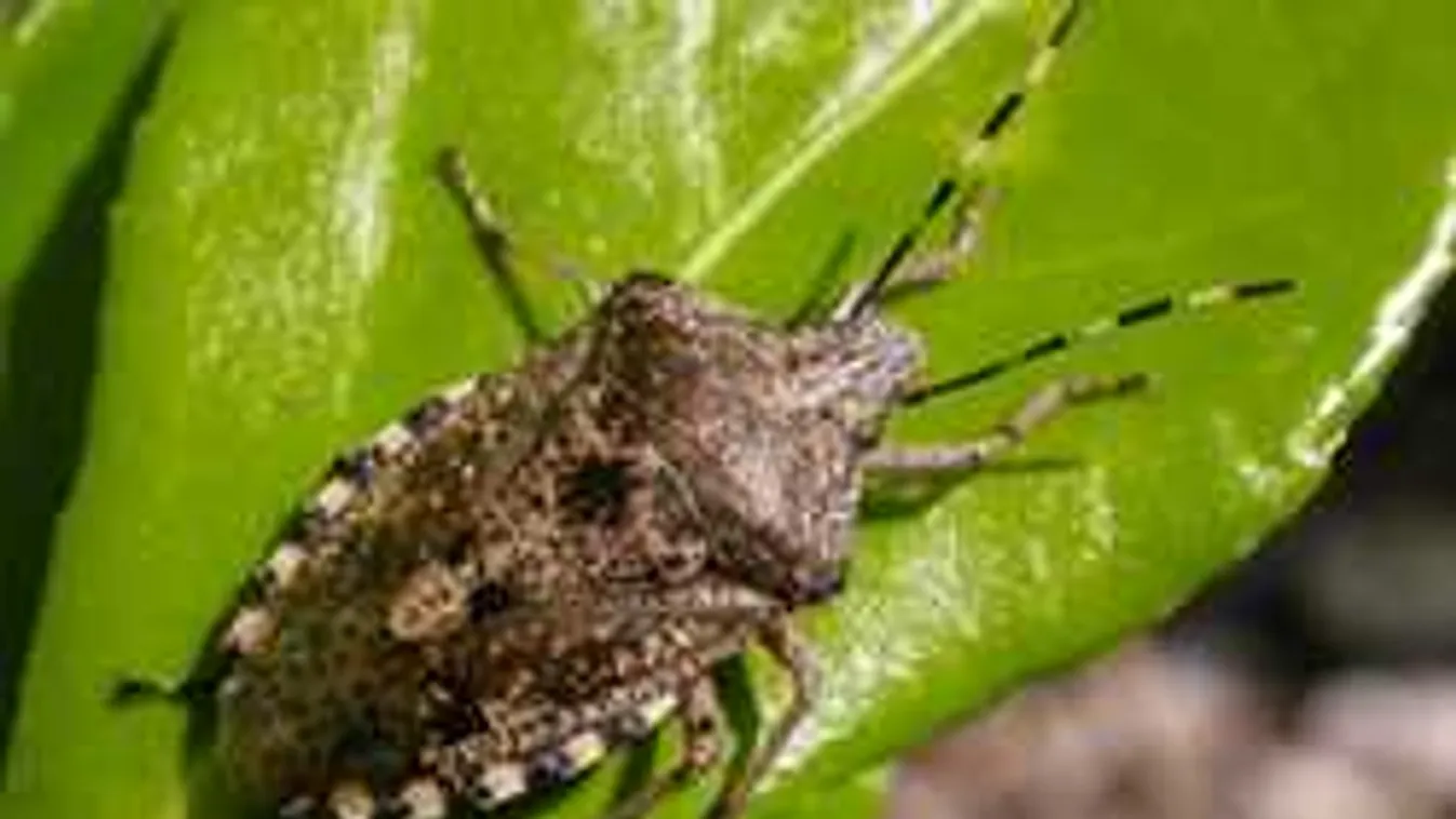 Itt a poloskainvázió: így védekezhetünk a büdös bogár ellen