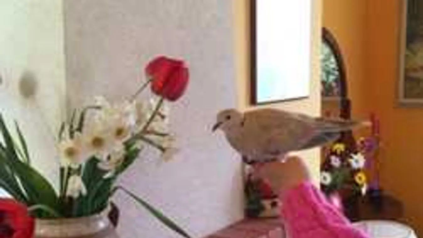 Szétröhögi magát ez a gerle, ezt neked is látnod kell!