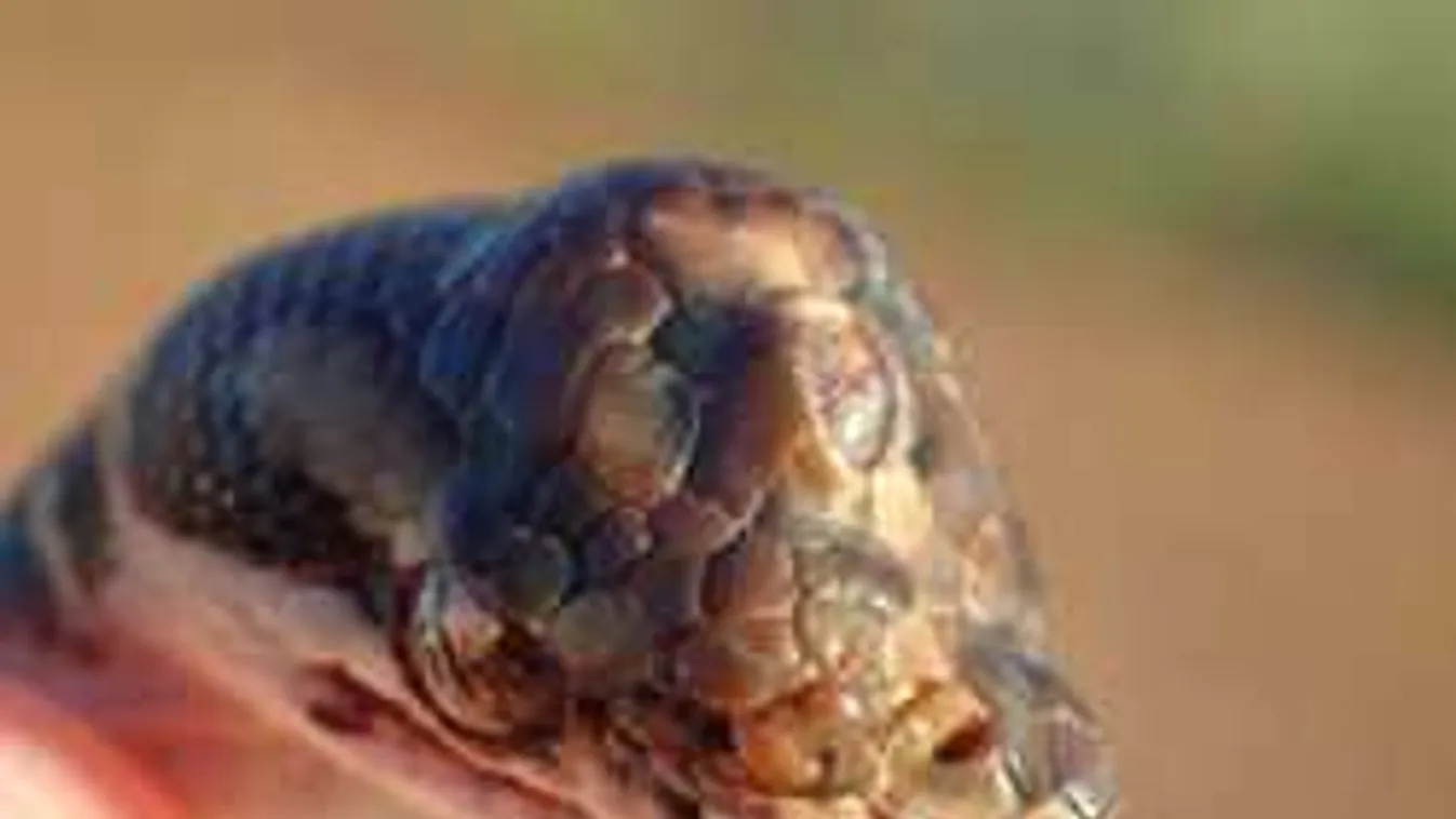 Rémisztő mutánst fogtak az út mellett, ilyet még nem láttál