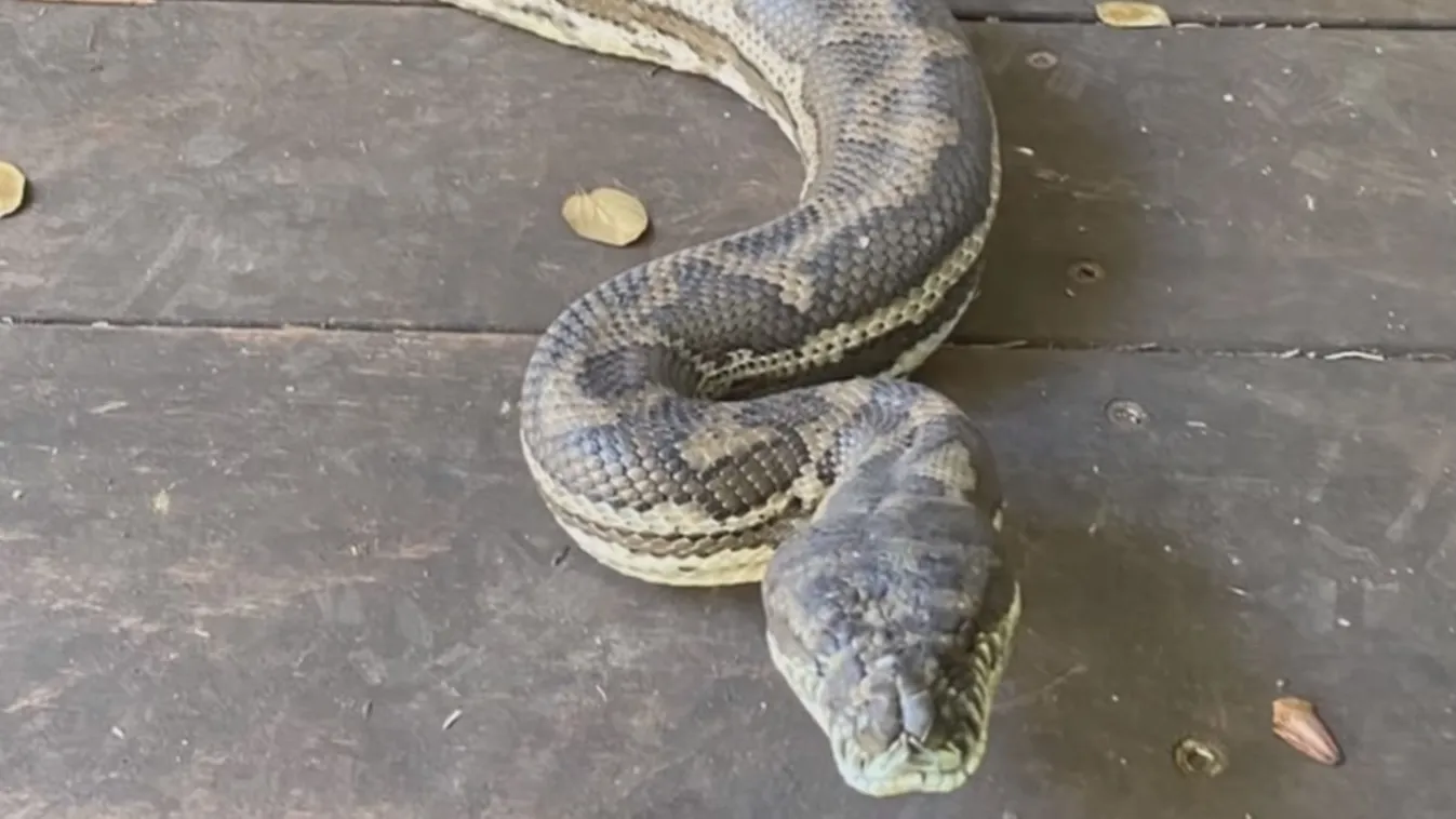 Ömlött a vér, péniszen harapta a vécében rejtőző kígyó a 18 éves tinit