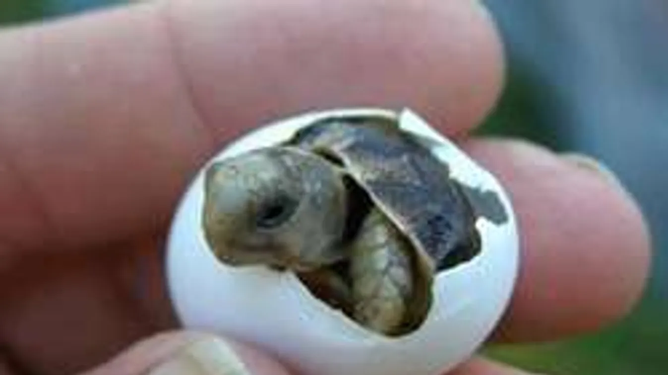 Tenyeredben elférő állatbébik! Ennyi cukiság nincs is!