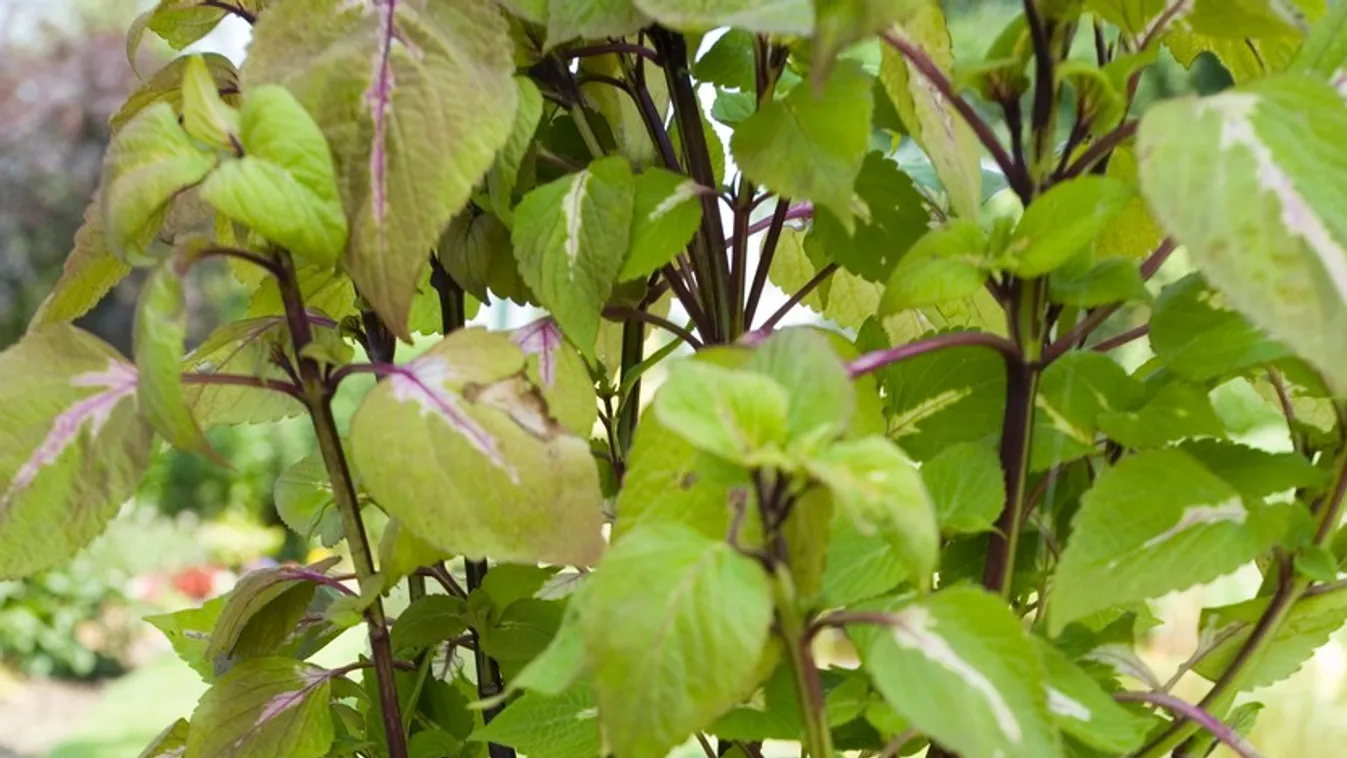 REPOTTING MAGILLA   PERILLA VANILLA. CENTERING THE PLANT