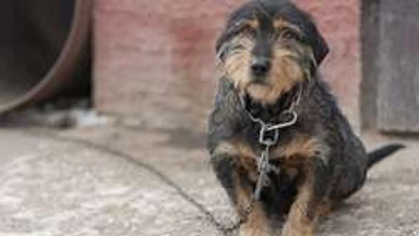 Drótra kötötte, hagyta szenvedni kutyáját a zalai férfi