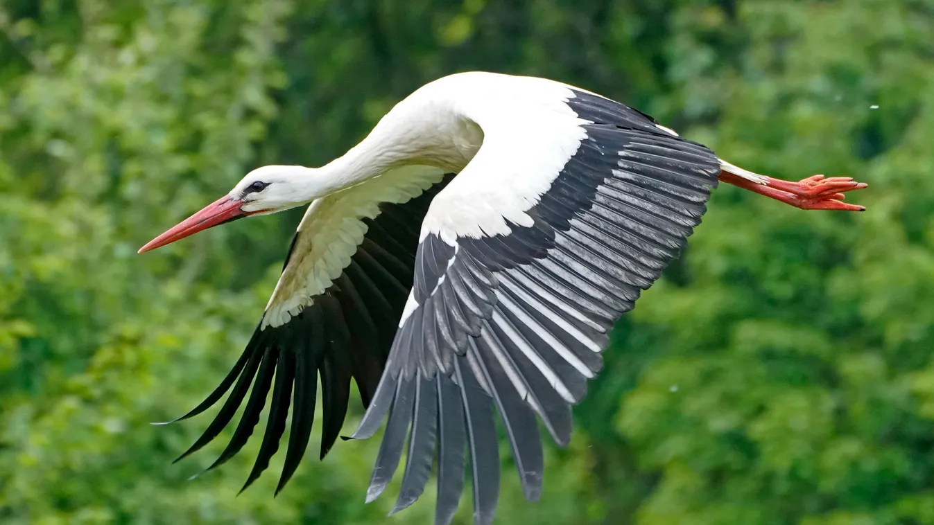 Jön a tavasz? Megérkezett az első magyar gólya