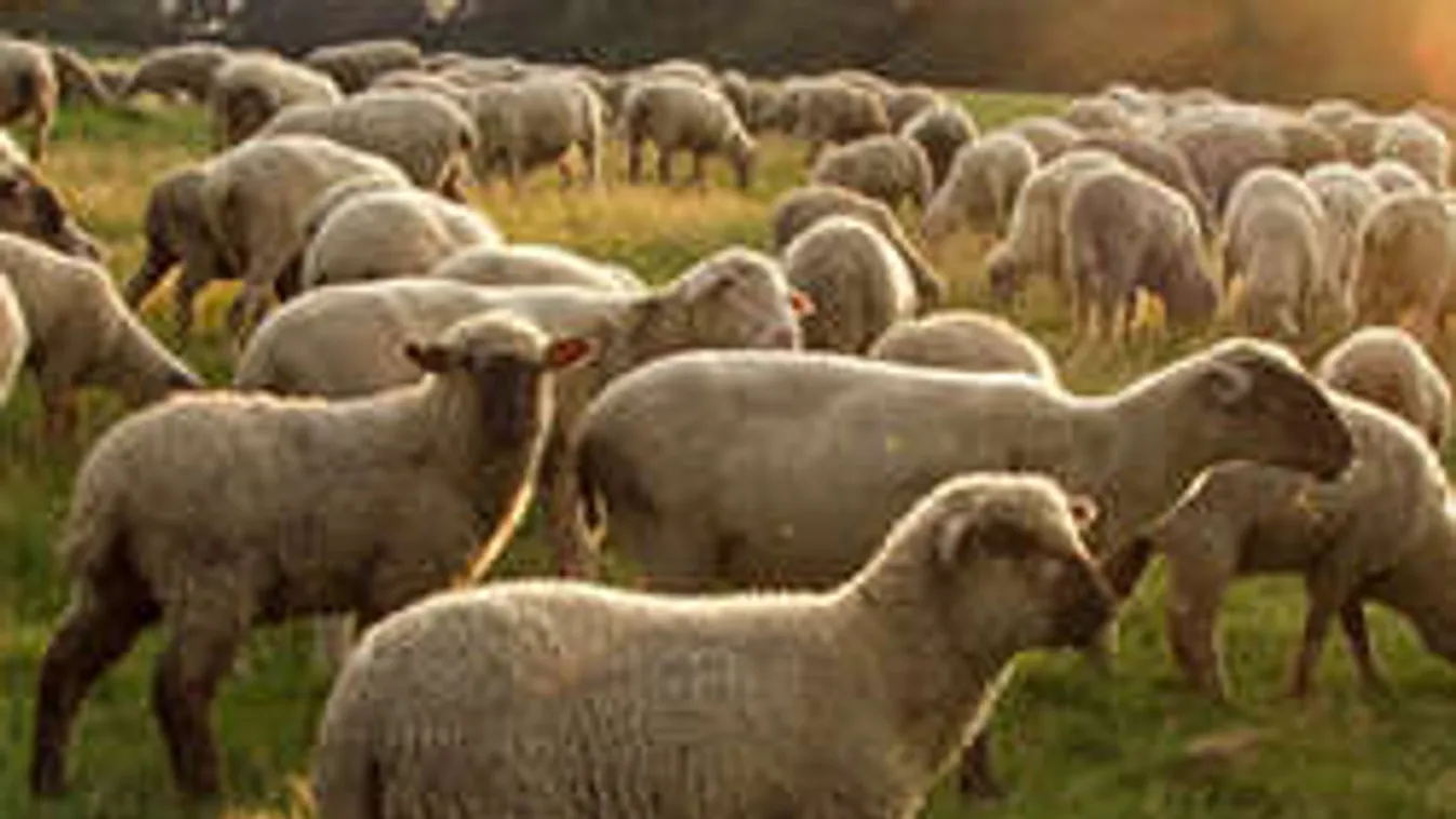 Vérfürdőt rendeztek muszlimok egy birkalegelőn Ausztriában