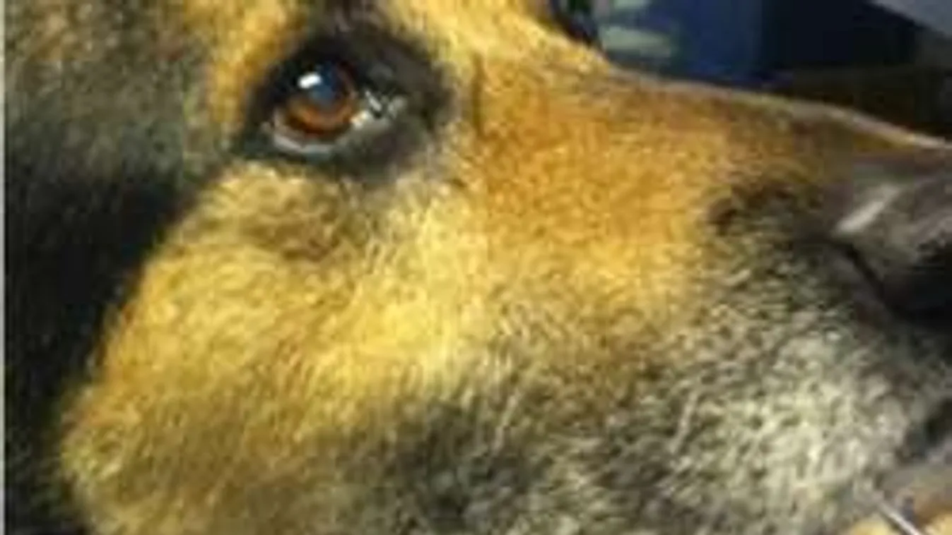 Ne öljék meg a kidobott kutyákat!