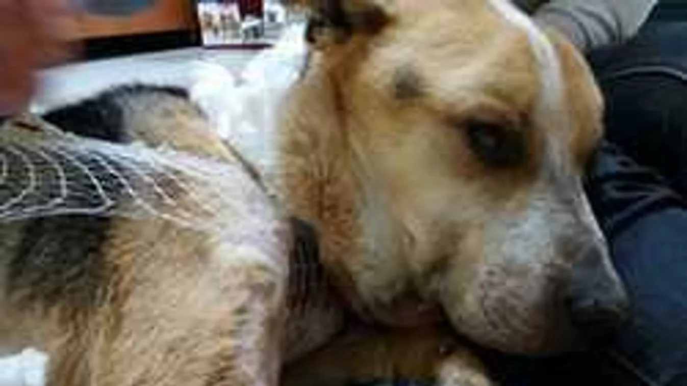 Gyászolnak az ország állatbarátai: kedvencük örökre elaludt