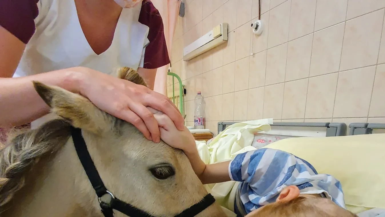 Minilovak visznek vigaszt a beteg gyerekeknek