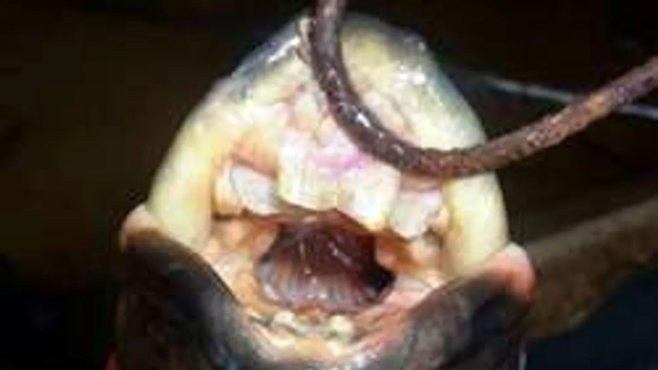 Horror: Kutyára támadt az emberfogú mutáns hal!