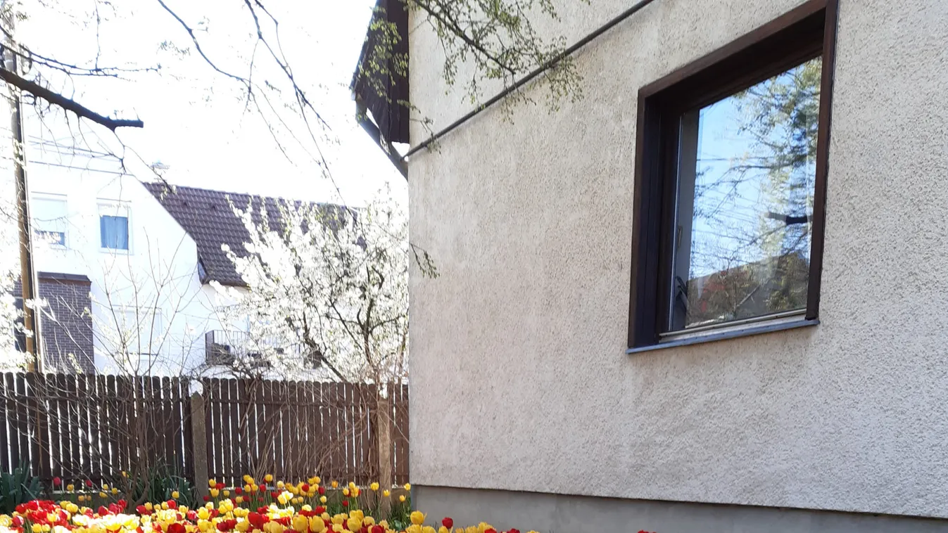 “Már csak a tulipánok maradtak” – a virágoknak él Julika néni